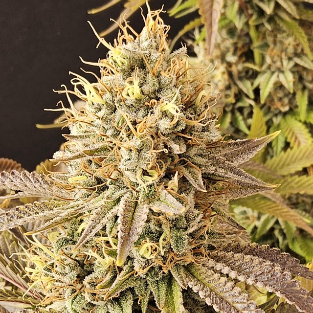 Original Sensible Seeds Purple Punch Cookies Image 4